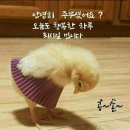 카톡 안부 인사이미지 이미지