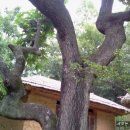 양동우체국앞 이미지