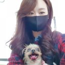 이리온 양재점 | 강아지 건강검진 받으러왔어요~ 청담 이리온 후기