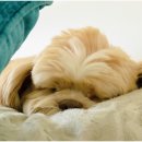 Cafe  몽스파 이미지