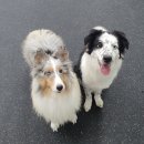 엔젤짐 반려견 아카데미 이미지