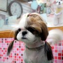 펫시스터즈 이미지