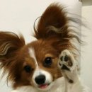 빠삐용 네이버블로그