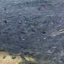 인구목장 이미지