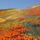 세계의 명소와 풍물 - 캘리포니아, Death Valley의 야생화 이미지