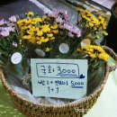 퍼니비플라워 - 천안시 서북구 불당1길 52 | 퍼니비플라워