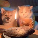 생일이개 이미지