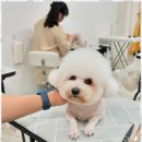 온 그루밍 이미지