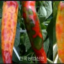 흥농팜아그로 이미지