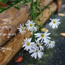 정정숙농장 이미지