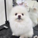 (남양주 진접 애견미용) 진접 애견미용 진접 애견샵 도도 애견 진접 애견미용실 포메미용 모량 여신으로...