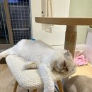 히히냥냥 | 강남 고양이 카페 히히냥냥에서 힐링하고 온 후기