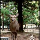 나라의 매우 귀여운 사슴들 (Very cute deers in Nara park) 이미지