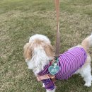 몽이랑 | 몽이의 첫 맞춤 인식표, 또르르아트 강아지목걸이 후기 🐶