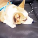 별다방 Daum카페