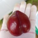 봉자농장 이미지