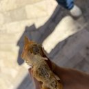 잼팍레스토랑 | [유럽여행/크로아티아] 두브로브니크 올드타운 뷰 맛집, 'Dubravka 1836'🏰🍳