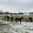 라온목장 이미지