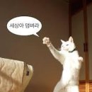 크로스핏 스프링캠프 이미지