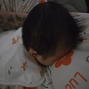 착한언니 애견살롱 | 50일 사진 &amp; 아기 컨셉사진, 반려동물 동반 가족사진 촬영 / 포천 핫도그342 애견 글램핑 카라반 방문 후기