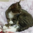 멍그루밍 이미지