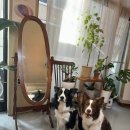 응암애견 이미지