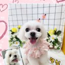 댕실 댕실 이미지