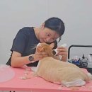 이쁘면다냥 이미지