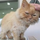 디딤동물병원 이미지