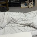 뜨레비호텔 | 제주 시내 가성비 반려견 동반🐶호텔 [뜨레비호텔] 후기!!