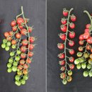 나이스토마토 이미지