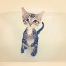 목욕하는 고양이 이미지