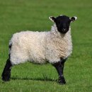 건강목장 이미지