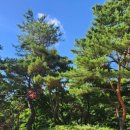 대지사슴농장 이미지