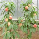 과일의 화분 재배-일본 이미지