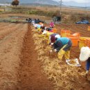 한국인삼공사 고려인삼창 이미지