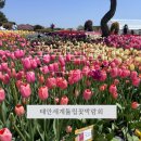 태안여행추천 2025년 태안 세계튤립꽃박람회 코리아플라워파크 다녀온 후기