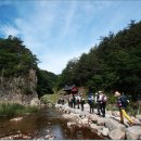 울진소나무 이미지