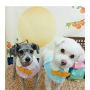 까까보개 이미지