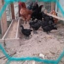 열방농장 이미지