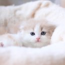 나는 고양이에 빠지다 이미지