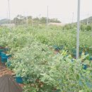 토우 농장 이미지