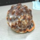 디자인뮤즈 이미지