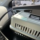 박물관옆동물병원 | [대구 고양이 동물 병원 추천]박물관옆 동물병원 (고양이 발치,스케일링,치아흡수병변)