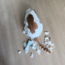 해피그루밍 | 처음 하는 우리집 고양이 셀프 미용 후기ㅣ누나가 미안해