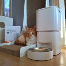 착한 고양이 | 고양이 자동급식기 추천 다묘가정에게 좋고 가격도 착한 디클펫 AT-330