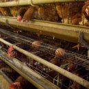 신우목장 이미지