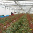 호산농원 이미지