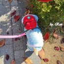 디오 동물병원 | 강아지 화식 자연식 밥 안먹을때 특식 주기에 딱