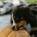 강아지산책 이미지